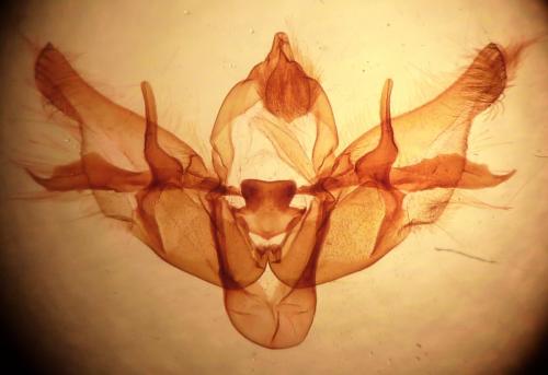 Diarsia sp.